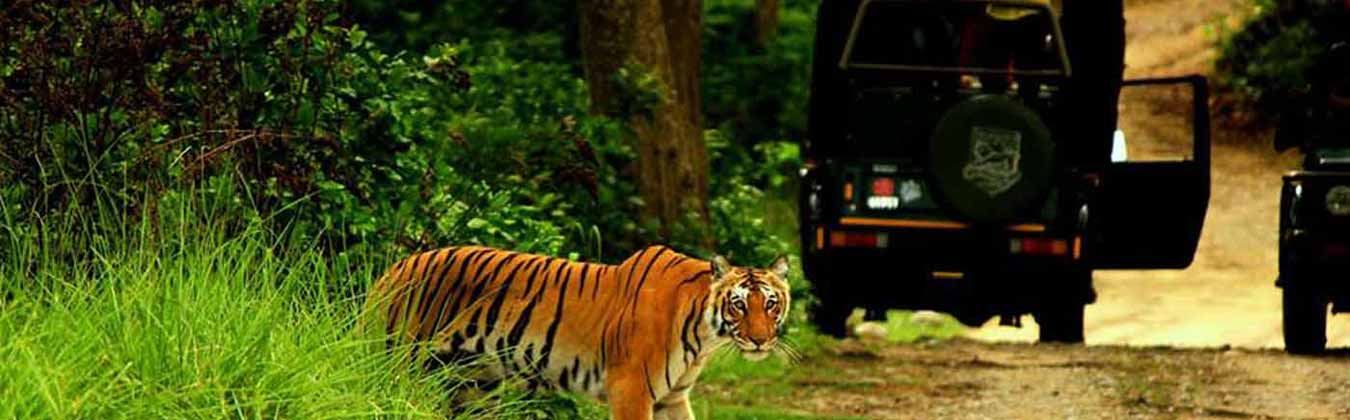 bijrani safari booking